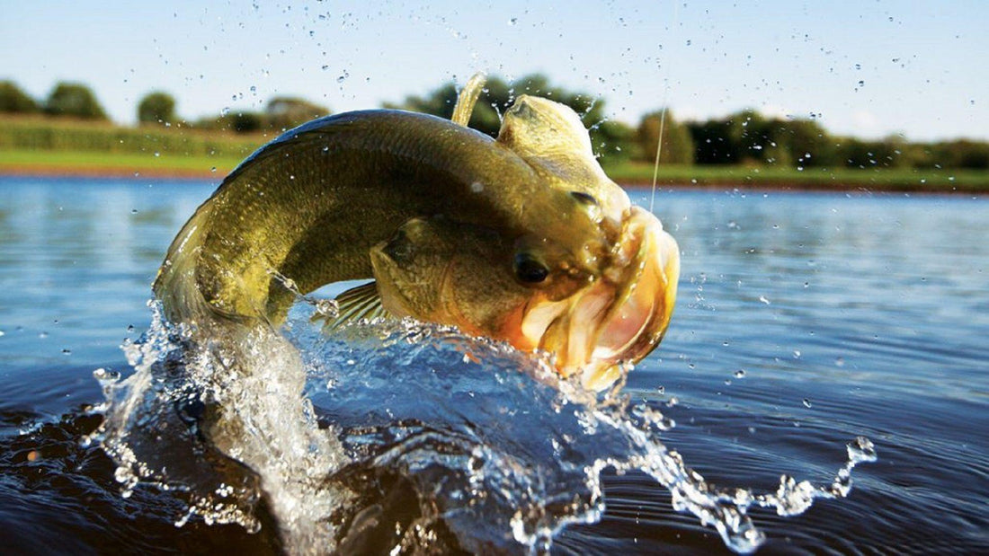 A Ridgeline Guide to Bass Fishing in America