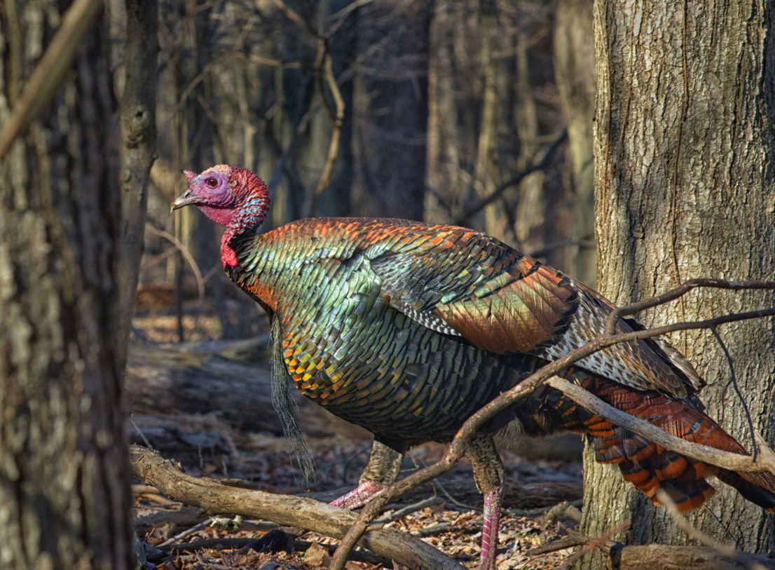 The Long Goodbye: Turkey Hunting at the End of the Season