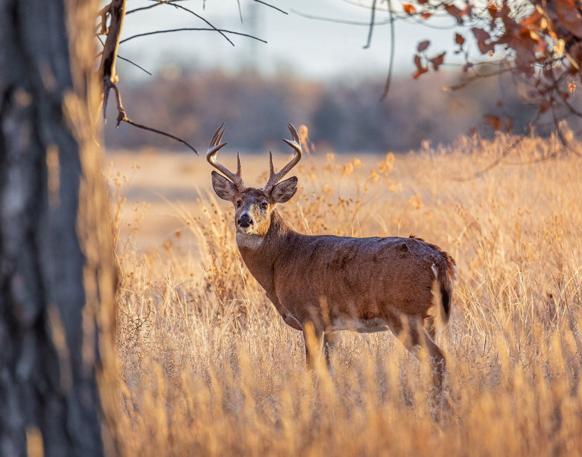 Hunting Off-Season Prep: The Essential Gear and Training Checklist