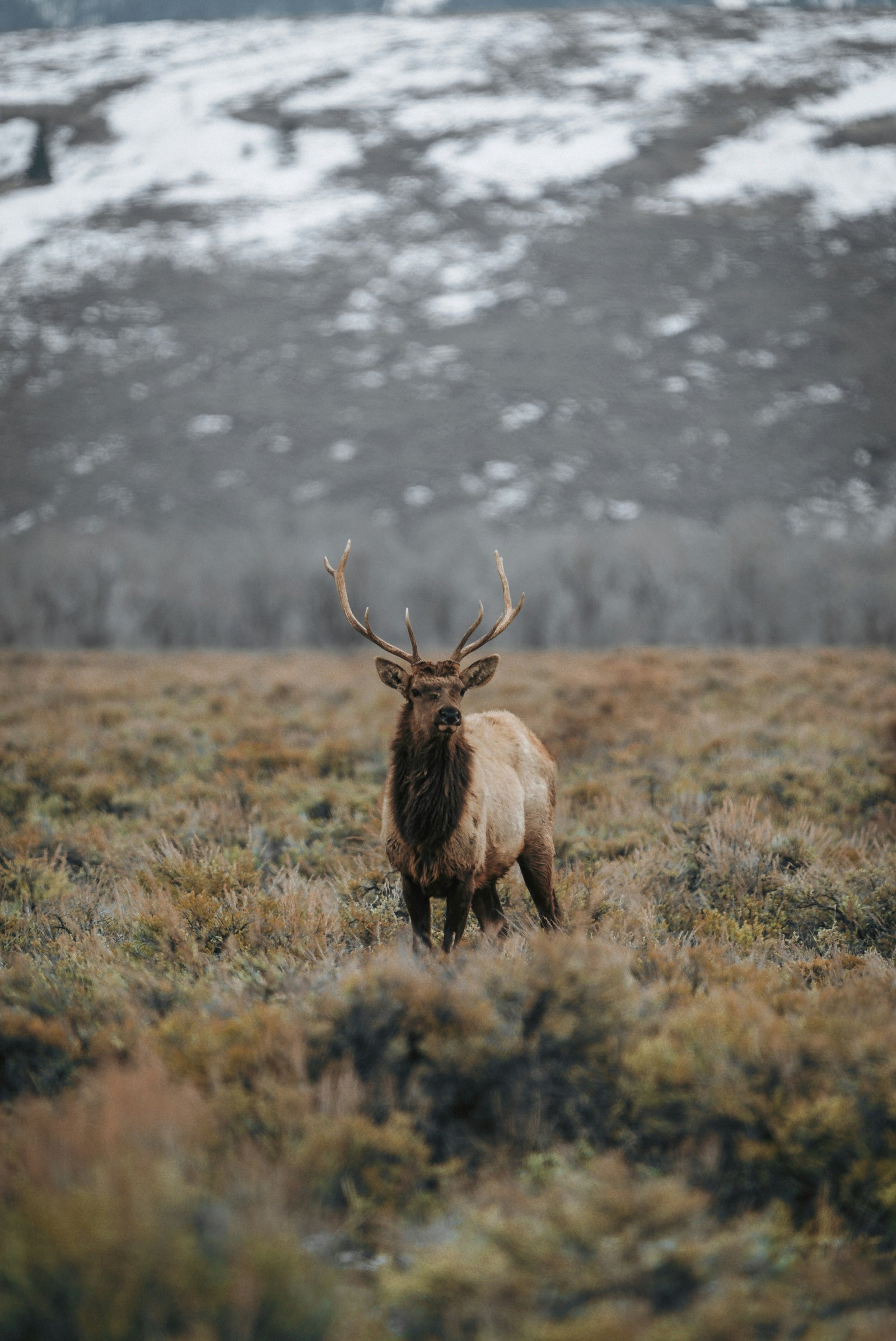 For the Hunt Ahead